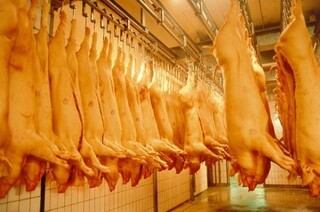 Nova norma sanit&aacute;ria mira controle no abate su&iacute;no