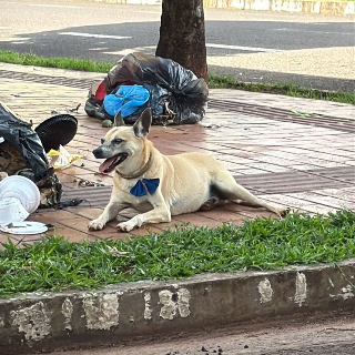 Vira-lata &eacute; encontrado ferido no Cidade Jardim e aguarda tutor