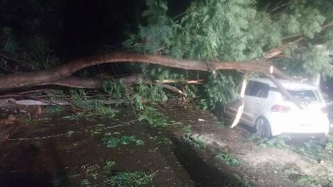 Ap&oacute;s galho atingir carro, moradora teme queda de &aacute;rvore: &ldquo;vai cair na sala&rdquo;
