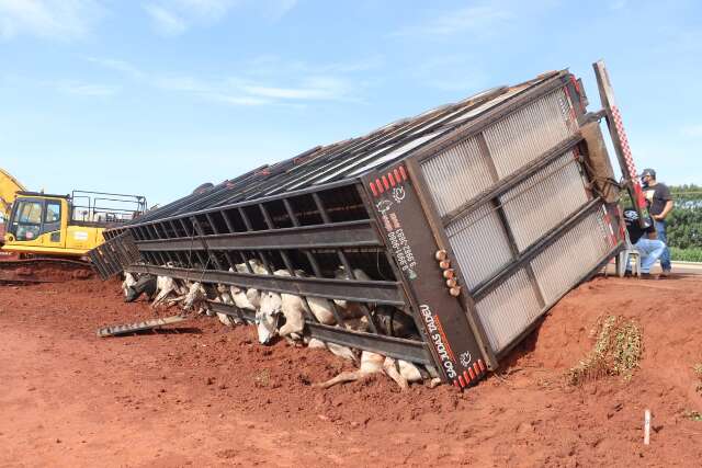 Carreta com 40 bois tomba em trecho de obra na BR-163 e mata 10 animais