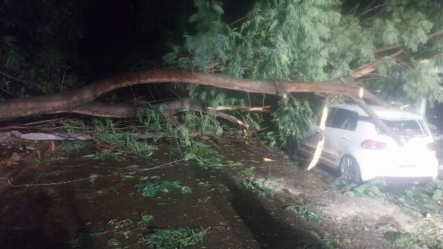 Ap&oacute;s galho atingir carro, moradora teme queda de &aacute;rvore: &ldquo;vai cair na sala&rdquo;