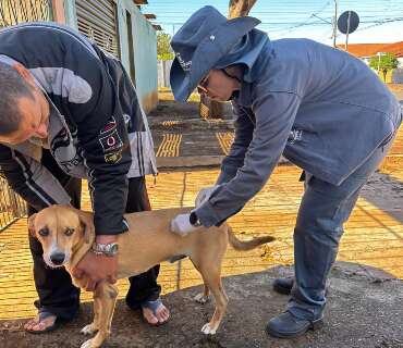 Com 3 casos de raiva em morcegos, Sesau orienta vacina&ccedil;&atilde;o de c&atilde;es e gatos 