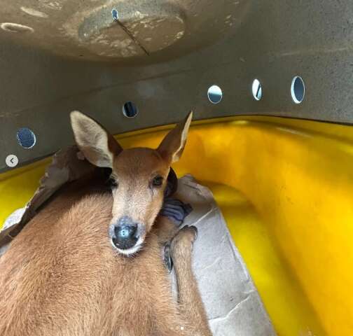 Com sinais de desidrata&ccedil;&atilde;o, cervo-do-Pantanal &eacute; resgatado na BR-262