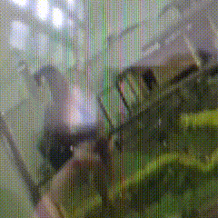 Detento aproveita dia de visitas, escala telhado e foge do Instituto Penal 