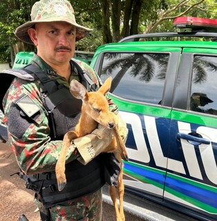 Com sinais de desidrata&ccedil;&atilde;o, cervo-do-Pantanal &eacute; resgatado na BR-262
