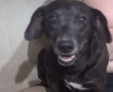 Tutor procura por Luke, c&atilde;o desaparecido durante temporal no Jardim Los Angeles