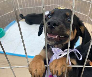 Prefeitura &eacute; obrigada a criar Centro de Acolhimento para c&atilde;es e gatos