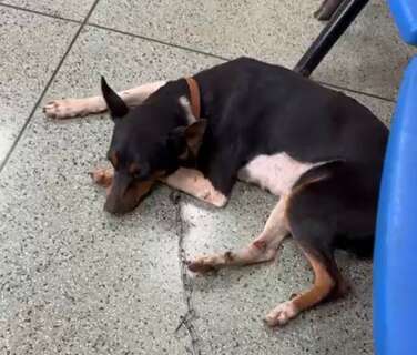Viu a Amora? Cadela foge no Jardim Itamarac&aacute; durante chuva