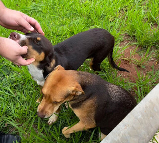 Protetora tenta encontrar donos de c&atilde;es resgatados em avenida