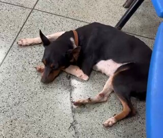 Viu a Amora? Cadela foge no Jardim Itamaracá durante chuva Viu a Amora? Cadela foge no Jardim Itamaracá durante chuva