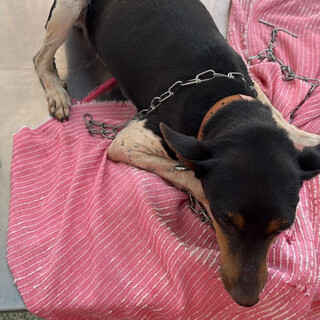 Viu a Amora? Cadela foge no Jardim Itamaracá durante chuva Viu a Amora? Cadela foge no Jardim Itamaracá durante chuva