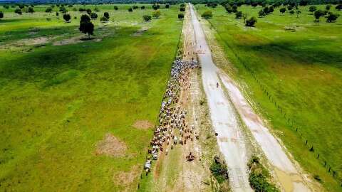 Governo de MS abre novo edital para pagar quem preserva o Pantanal