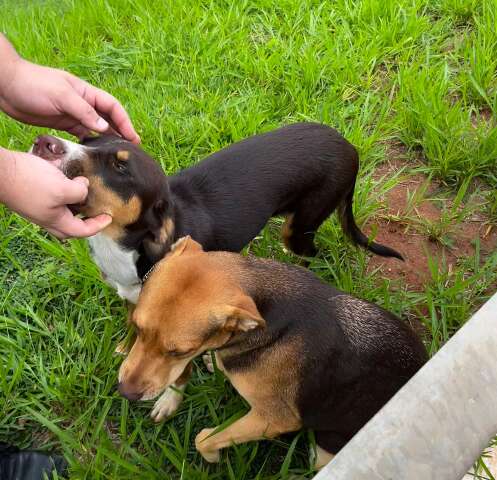 Protetora tenta encontrar donos de c&atilde;es resgatados em avenida
