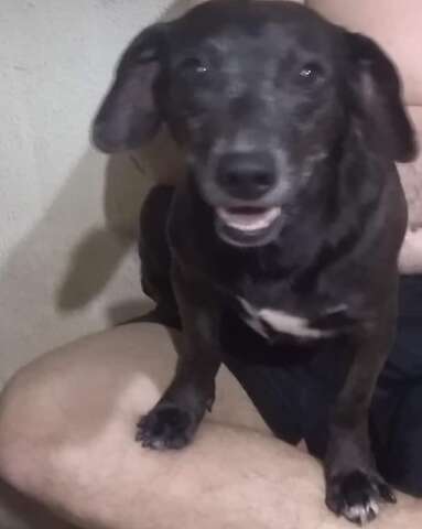 Tutor procura por Luke, c&atilde;o desaparecido durante temporal no Jardim Los Angeles