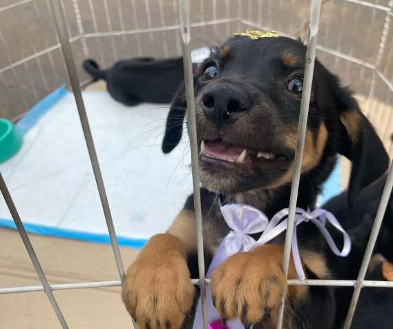 Prefeitura &eacute; obrigada a criar Centro de Acolhimento para c&atilde;es e gatos