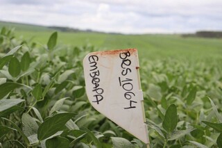 Com custos e desafio de trocar eucalipto por soja, fazenda tem dia de campo Com custos e desafio de trocar eucalipto por soja, fazenda tem dia de campo
