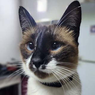 Gata Clarissa desaparece no Jardim Anache e  tutor pede ajuda para encontr&aacute;-la