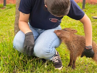 Impedida de voltar à natureza, cateto Flora ganha novo lar no Bioparque Pantanal Impedida de voltar à natureza, cateto Flora ganha novo lar no Bioparque Pantanal