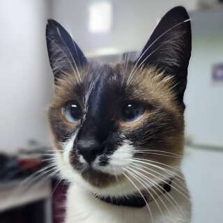 Gata Clarissa desaparece no Jardim Anache e  tutor pede ajuda para encontr&aacute;-la