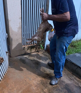 Enchente transforma resid&ecirc;ncias em rio turbulento e at&eacute; cachorro morre afogado