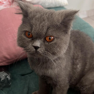 Fam&iacute;lia procura gato persa desaparecido h&aacute; seis dias no Nova Lima