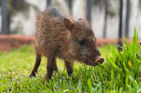 Impedida de voltar &agrave; natureza, cateto Flora ganha novo lar no Bioparque Pantanal