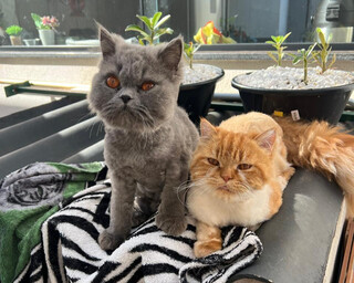 Fam&iacute;lia procura gato persa desaparecido h&aacute; seis dias no Nova Lima