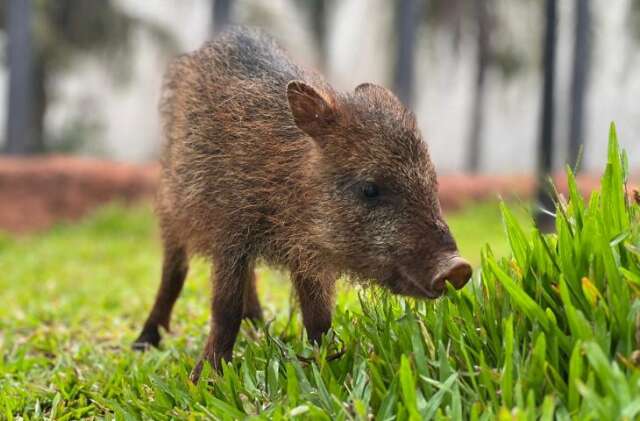 Impedida de voltar &agrave; natureza, cateto Flora ganha novo lar no Bioparque Pantanal