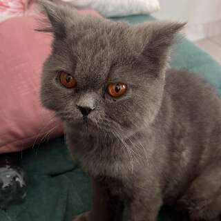 Fam&iacute;lia procura gato persa desaparecido h&aacute; seis dias no Nova Lima