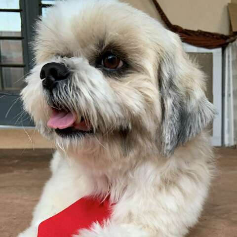 Tutora pede ajuda para encontrar Shih Tzu desaparecido no Rita Vieira