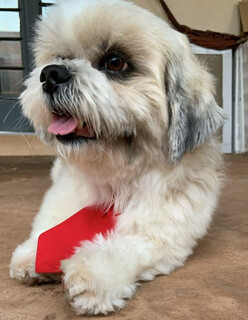 Tutora pede ajuda para encontrar Shih Tzu desaparecido no Rita Vieira