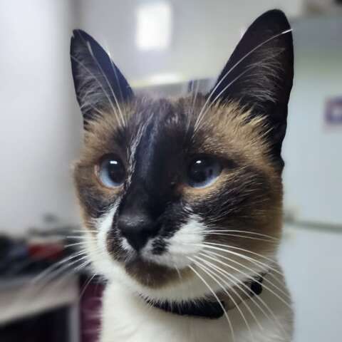 Gata Clarissa desaparece no Jardim Anache e  tutor pede ajuda para encontr&aacute;-la