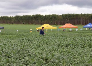 Com custos e desafio de trocar eucalipto por soja, fazenda tem dia de campo Com custos e desafio de trocar eucalipto por soja, fazenda tem dia de campo