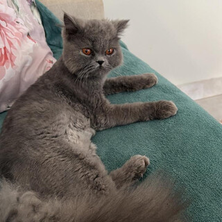 Fam&iacute;lia procura gato persa desaparecido h&aacute; seis dias no Nova Lima