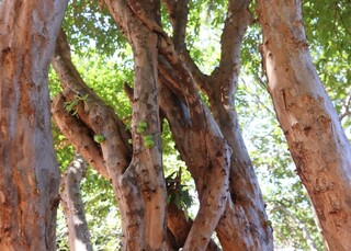 Calmo até demais, bairro tem fruta no pé e é o queridinho para provas do Detran Calmo até demais, bairro tem fruta no pé e é o queridinho para provas do Detran