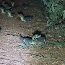 Expedi&ccedil;&atilde;o flagra filhotes de jacar&eacute; em margem de estrada no Pantanal