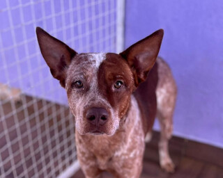 Apelidado de "Pa&ccedil;oca", cachorro resgatado na Rua Jerib&aacute; procura por seu tutor