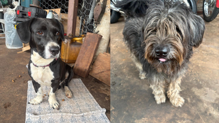 Moradora recolhe dois cães perdidos e procura tutores na região do Jóquei Clube Moradora recolhe dois cães perdidos e procura tutores na região do Jóquei Clube