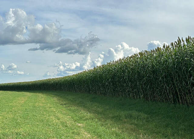 Campo aposta em novo sorgo gigante para garantir alimento ao rebanho