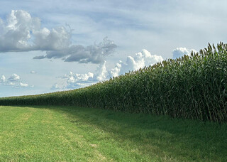 Campo aposta em novo sorgo gigante para garantir alimento ao rebanho