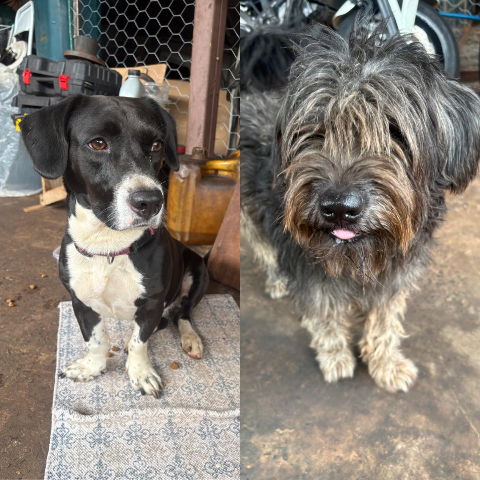 Moradora recolhe dois c&atilde;es perdidos e procura tutores na regi&atilde;o do J&oacute;quei Clube