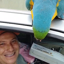 &ldquo;Coisa linda&rdquo;: arara surpreende vendedor ao subir em teto de carro 