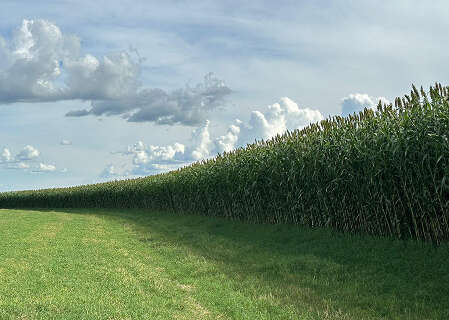 Campo aposta em novo sorgo gigante para garantir alimento ao rebanho