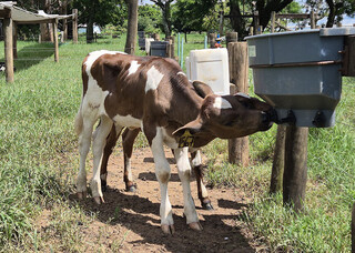 Bebedouro com bico reduz mamada cruzada e melhora bem-estar de bezerros no campo Bebedouro com bico reduz mamada cruzada e melhora bem-estar de bezerros no campo