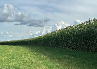 Campo aposta em novo sorgo gigante para garantir alimento ao rebanho