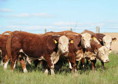 Tecnologia transforma decis&otilde;es no campo e leva simula&ccedil;&atilde;o estrat&eacute;gica &agrave; pecu&aacute;ria