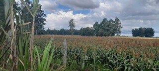 Estudo revela impactos silenciosos do uso intensivo de venenos sobre comunidades