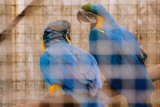 Animais silvestres avan&ccedil;am sobre a cidade e revelam disputa por territ&oacute;rio