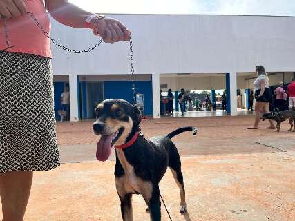 Distribui&ccedil;&atilde;o de senhas para castra&ccedil;&atilde;o de c&atilde;es e gatos inicia na pr&oacute;xima semana