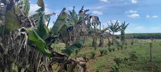 Estudo revela impactos silenciosos do uso intensivo de venenos sobre comunidades